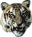 BIGCAT06.GIF